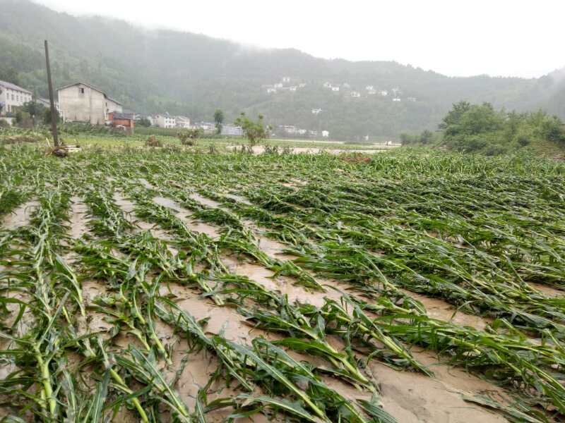 玉米倒伏是羊木镇兰坝村