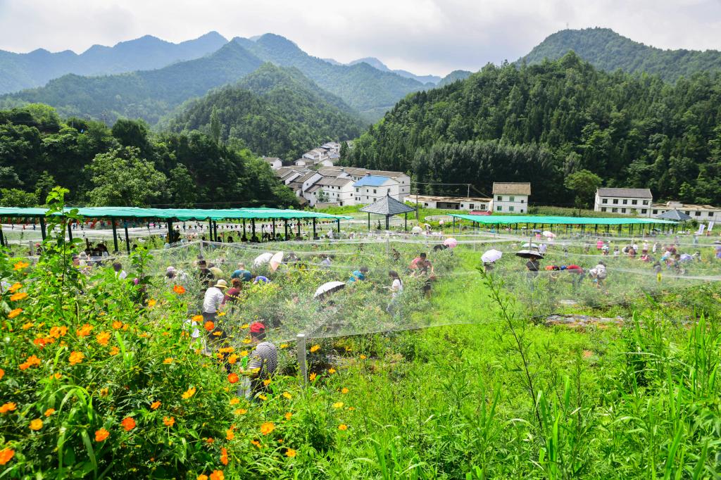 安岳李家镇图片图片